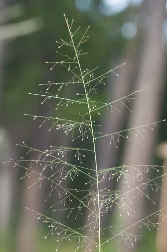 Eragrostis hirsuta #11